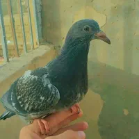 ماده لایی باختی