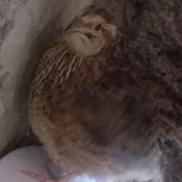 بلدرچین چاق