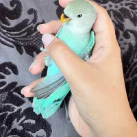 کوتوله با تخفیف