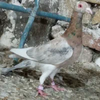 قره سرور لکه داره کرمونی طوقی سبز طوقی مشکی