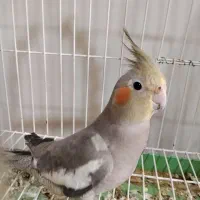 عروس هلندی ماده بالغ