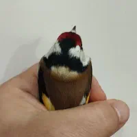 سهره رخ اروپایی طوق طلا گردن کلفت|پرنده|چالدران, |دیوار