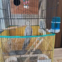 عروس هلندی با قفس و چهاپایه|پرنده|فردوسیه, |دیوار