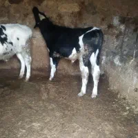 گاو.گوساله نر