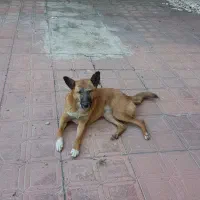 واگذاری سگ نژاد مالینویز|سگ|آمل, |دیوار