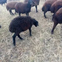 بره ماده|حیوانات مزرعه|سراب, |دیوار