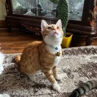 گربه خونگی|گربه|کرج, فاز ۳ گوهردشت|دیوار