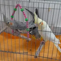 ۴تا‌طوطی‌عروس