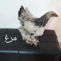 مرغ وخروس