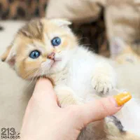 پت شاپ کیتی کتز/گربه اسکاتیش بریتیش پرشین هیمالین|گربه|تبریز, |دیوار