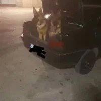 سگ ژرمن ورک