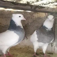 کفتر پرشی طوقی سینه ای خوشرنگ|پرنده|مبارکه, |دیوار
