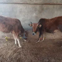 گوساله فروشی