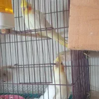 عروس بالغ|پرنده|نکا, |دیوار