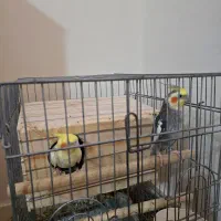 عروس هلندی