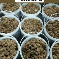 شهرزیتون وترشیجات اصالت.      (کلی وجزئی)|عمده‌فروشی|بجنورد, |دیوار