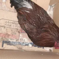 خروس|حیوانات مزرعه|پاتاوه, |دیوار