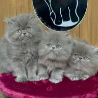 بچه گربه های دلربا ایران کتز