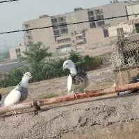 کبوتر طوقی هفت رنگ نر|پرنده|اهواز, کوی باهنر|دیوار