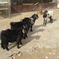 ۱۰ تا کهره نر و ماده