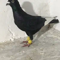 کبوتر پرنده|پرنده|قزوین, |دیوار