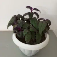 گل و گیاه|گل و گیاه طبیعی|نیشابور, شریعتی|دیوار