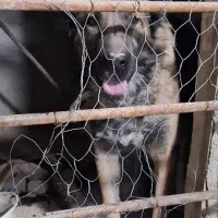 سگ نگهبان سرابی|سگ|باقرشهر, |دیوار