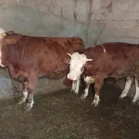 دو عدد گاو‌نر‌سیمتال