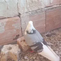 کبوتر