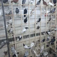 کفتر قزوین رسید چق رسول