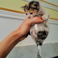 واگذاری رایگان بچه گربه