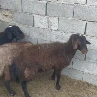 فروش گوسفند همو هترو|حیوانات مزرعه|زرند, |دیوار