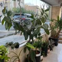 فیکوس لیراتا و فیکوس الاستیکا|گل و گیاه طبیعی|تهران, هروی|دیوار