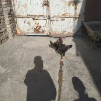 یک جفت لاری و یک جفت غوغاز به فروش می‌رسد|حیوانات مزرعه|تاکستان, |دیوار