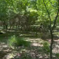 ۵۰۰ متر زمین ،موقعیت استثنایی، سهیلیه|فروش زمین و ملک کلنگی|هشتگرد, کوی یاران|دیوار