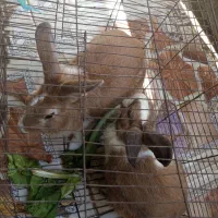 خرگوش|موش و خرگوش|میناب, |دیوار