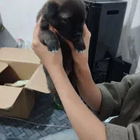 توله سرابی به شرط|سگ|هشتگرد, شهرک راه آهن|دیوار