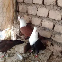 کبوتر