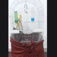 قفس عروس هلندی