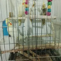 قفس|لوازم جانبی حیوانات|تایباد, |دیوار