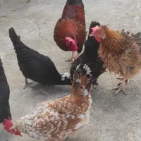 مرغ و خروس تخم گذار