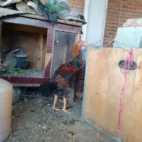 خروس لاری اصل