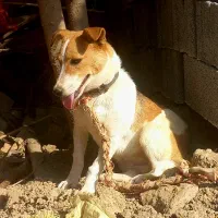 پاکوتا ماده ۶ماهه|سگ|آق قلا, |دیوار