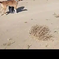 سگ سرابی|سگ|ملایر, |دیوار