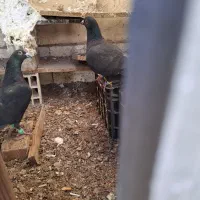 کبوتر زیل پلاکی نرو ماده