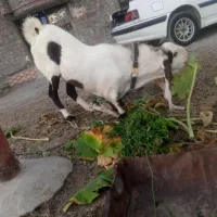 بز گلابوک|حیوانات مزرعه|ایرانشهر, |دیوار