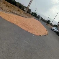 ذرت|خدمات باغبانی و درختکاری|نهاوند, |دیوار