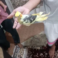 جوجه عروس هلندی