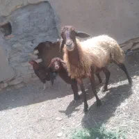میش سر حال و جوان همراه با بره
