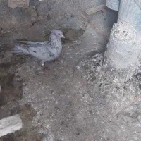 کفتر کلاغ چینی‌ نر کاکلی